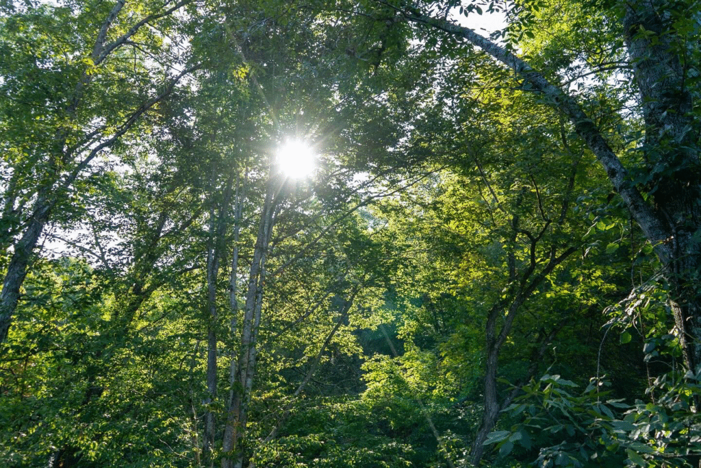 58afaa3e b1b1 41c5 9a77 63f740fbe6ea